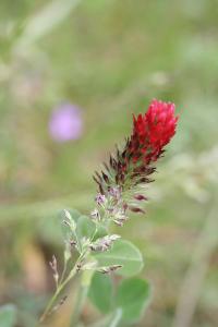 Trifolium incarnatum