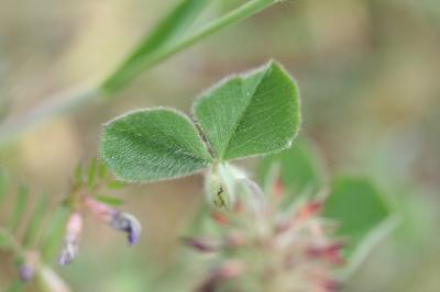 Trifolium incarnatum