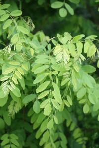 Robinier faux-acacia