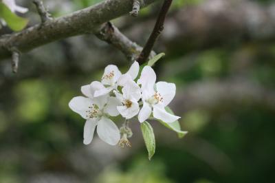 Pommier cultivé