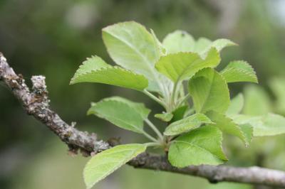 Pommier cultivé