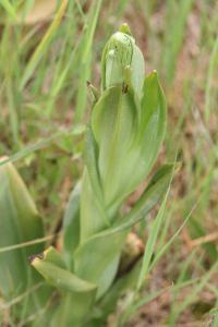 Orchis bouc