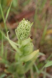 Orchis bouc