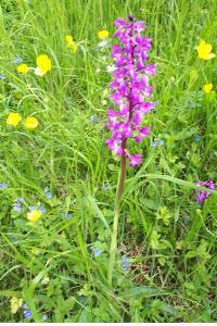 Orchis mâle