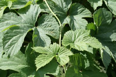 Houblon grimpant