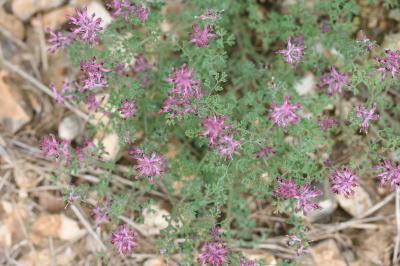Fumeterre officinale
