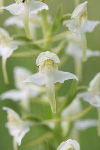 Orchis verdâtre