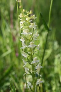 Orchis verdâtre