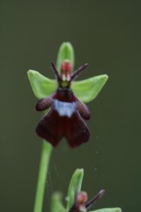 Ophrys mouche