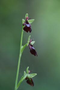 Ophrys mouche