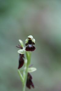 Ophrys mouche