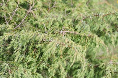 Juniperus communis