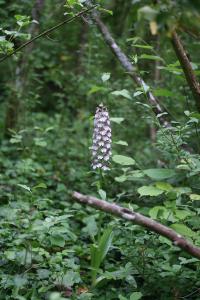 Orchis pourpre