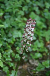 Orchis pourpre