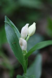 Céphalanthère à grandes fleurs