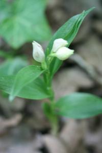Céphalanthère à grandes fleurs