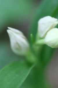 Céphalanthère à grandes fleurs