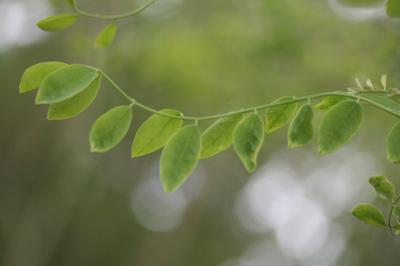 Robinier faux-acacia