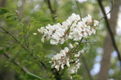 Robinier faux-acacia