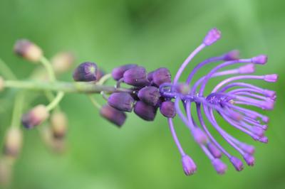 Muscari comosum