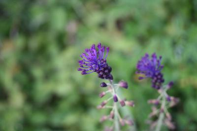 Muscari à toupet
