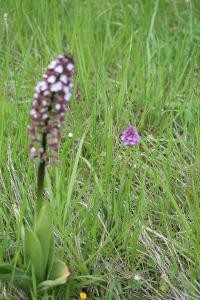 Orchis pourpre