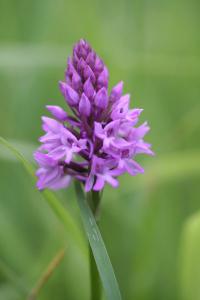 Orchis pyramidal