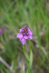 Orchis pyramidal