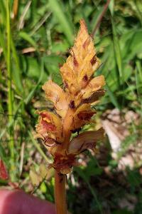 Orobanche grêle