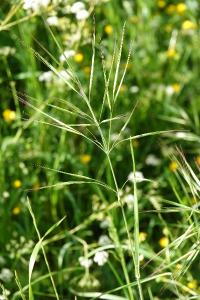 Brome stérile