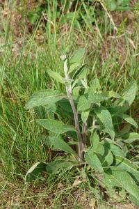 <i>Inula conyzae</i>