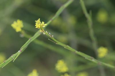 Herbe aux chantres