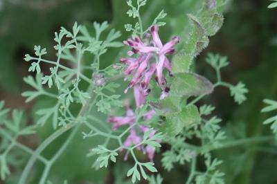 Fumeterre officinale