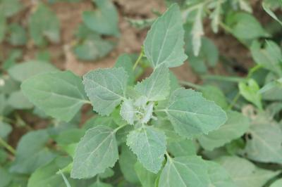 Chenopodium album