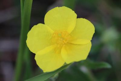 Hélianthème jaune
