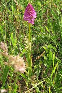 Orchis pyramidal
