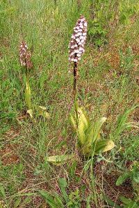 Orchis pourpre