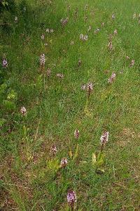 Orchis pourpre