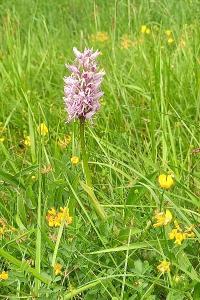 Orchis singe