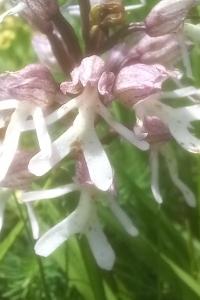 Orchis singe