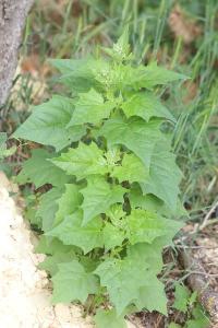 Chénopode à feuilles de Stramoine