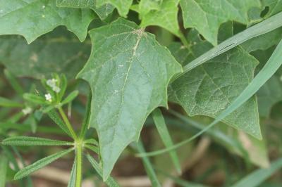Chénopode à feuilles de Stramoine