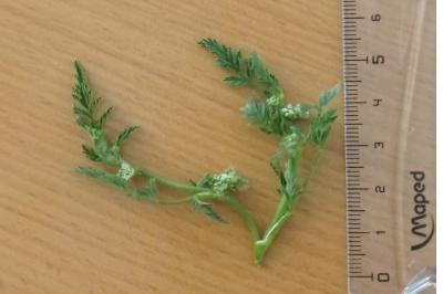 Torilis à fleurs glomérulées