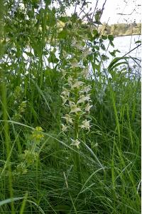 Orchis verdâtre