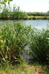 Laîche faux-souchet