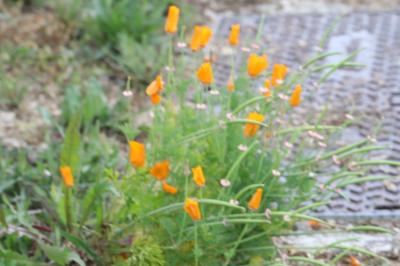 Eschscholzia californica