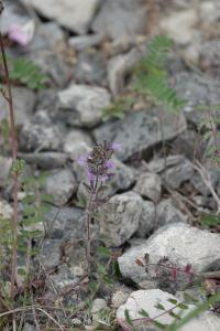 <i>Ziziphora acinos</i>