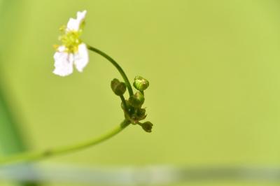 Plantain d'eau à feuilles lancéolées