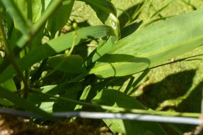 Plantain d'eau à feuilles lancéolées