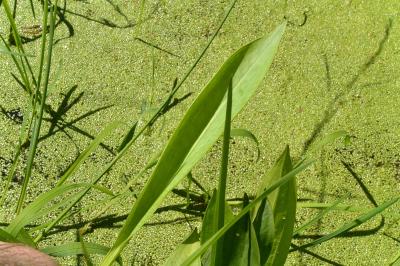 Plantain d'eau à feuilles lancéolées